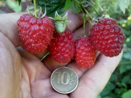 Сорта малина для сибири. Сроки и технология посадки 09 Сорта малина для сибири. Сроки и технология посадки 09