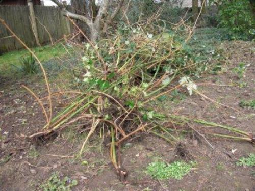 Малина желтый лист. Что делать, если у малины желтые листья