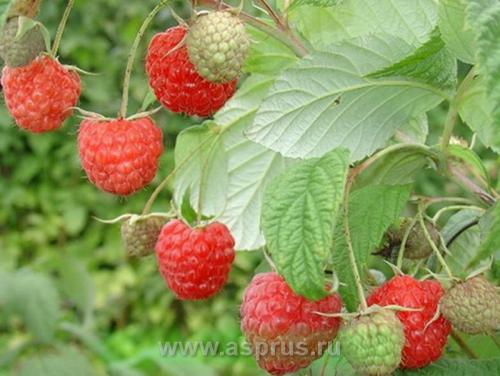 Сорта малина для сибири. Сроки и технология посадки 04