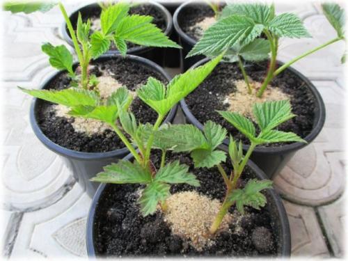 Размножение малины верхушечными отводками. Размножение малины