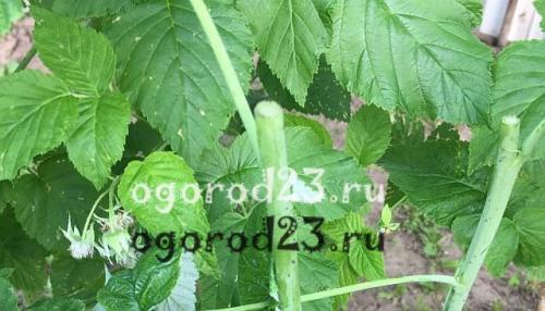 Двойная обрезка ремонтантной малины. Двойная обрезка малины по Соболеву