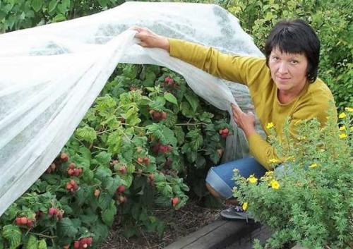 Чем отличается малина ремонтантная от обычной. Различия ремонтантной и обычной малины 01 Чем отличается малина ремонтантная от обычной. Различия ремонтантной и обычной малины 01