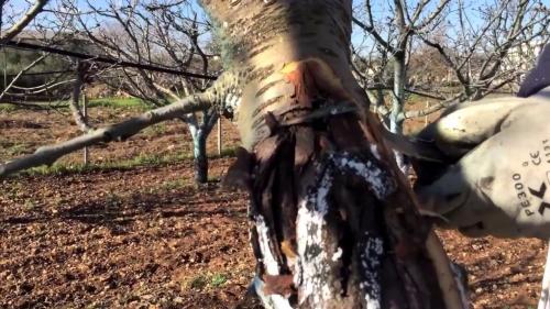 Известь, как удобрение для огорода. Применение в огороде