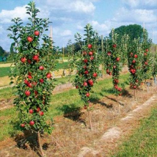 Колоновидные яблони обрезка формировка. Обрезка колоновидной яблони: схема 10