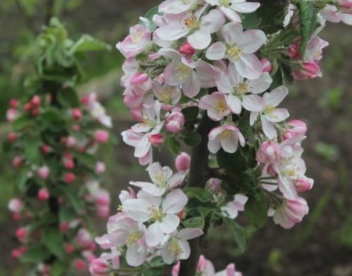 Загущенная колоновидная яблоня. Рассказываем, почему не плодоносит колоновидная яблоня и что делать?