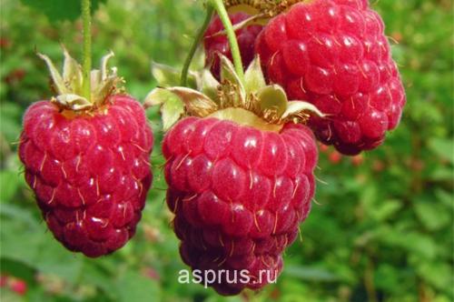 Сорта малина для сибири. Сроки и технология посадки 07