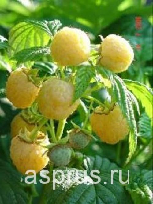 Сорта малина для сибири. Сроки и технология посадки 05