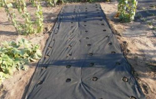 Агроволокно для клубники с отверстиями. Особенности посадки клубники под черное агроволокно. Какой стороной стелить?
