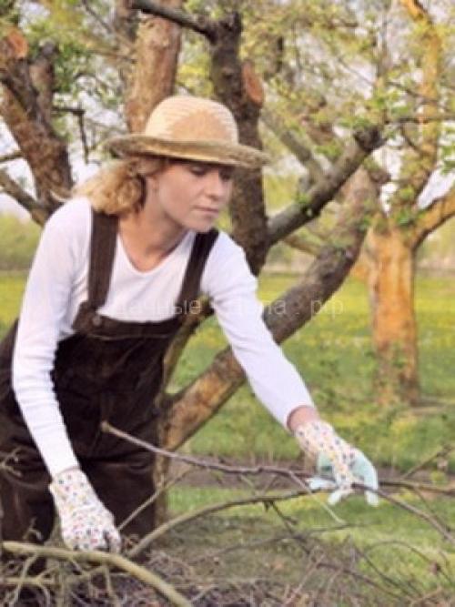 Чем обработать яблони на зиму. Как опрыскивать яблоню и другие плодовые деревья осенью: правила и рекомендации 07 Чем обработать яблони на зиму. Как опрыскивать яблоню и другие плодовые деревья осенью: правила и рекомендации 07