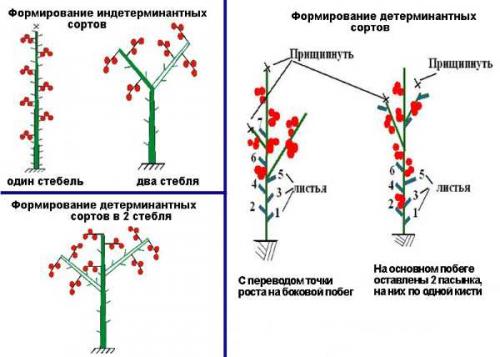 Формирования томатов в открытом грунте. Густо или редко? 07