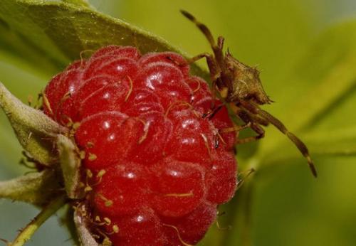 Вредители малины и проверенные методы борьбы с ними