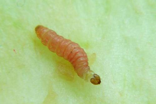 Обработка груши от плодожорки. Описание и фото