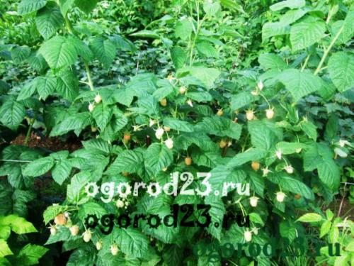 Как бороться с малиновой мухой. Малинная стеблевая муха —, как бороться, как защитить урожай малины