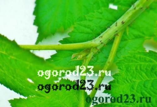 Как бороться с малиновой мухой. Малинная стеблевая муха —, как бороться, как защитить урожай малины