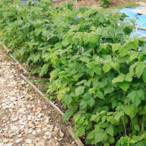 Что такое полу ремонтантная малина. Биопортрет ремонтантной малины