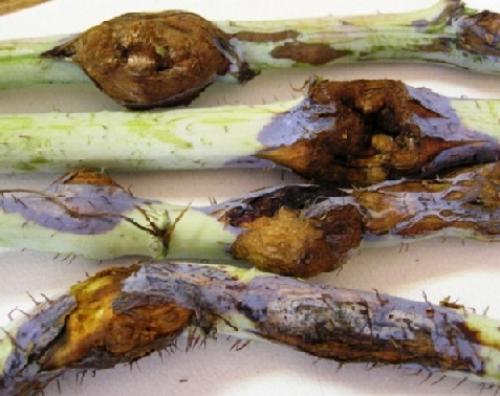 Стеблевая галлица на малине, как бороться. Стеблевая галлица