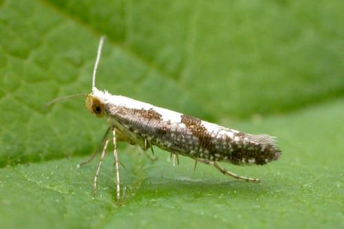 Обработка груши от плодожорки. Описание и фото