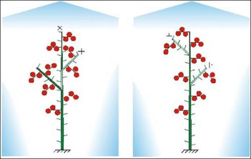 Пасынкование помидоров в картинках. Пасынкование  помидор с детерминантным кустом