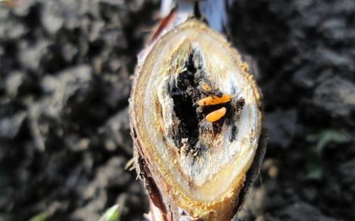 Малинная галлица препараты. Галлица — вредитель малины