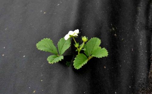 Посадка клубники на агроволокно