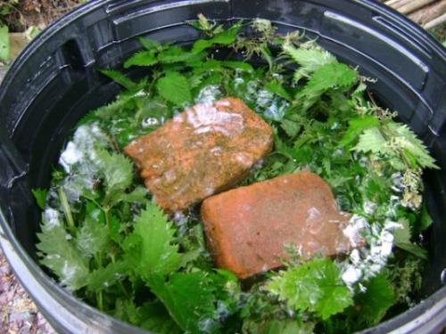 Когда цветет ремонтантная малина. Внесение удобрений весной