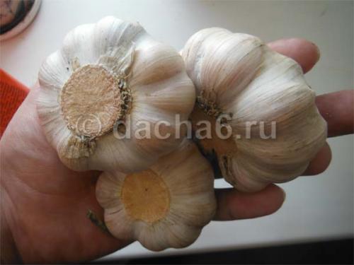 Как увеличить головку чеснока. Как вырастить чеснок с крупными головками