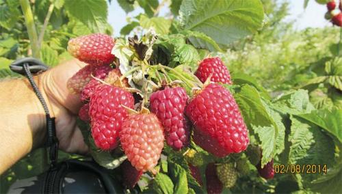 Как отличить малину обычную от ремонтантной. Отличия от обычной малины, как визуально определить 09