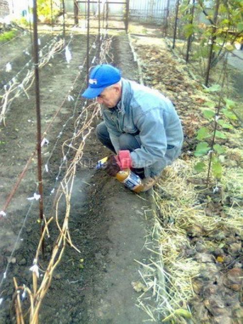 Чем обработать яблони на зиму. Как опрыскивать яблоню и другие плодовые деревья осенью: правила и рекомендации 10 Чем обработать яблони на зиму. Как опрыскивать яблоню и другие плодовые деревья осенью: правила и рекомендации 10