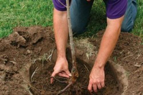 Как осенью садить грушу. Лучшее время посадки 02 Как осенью садить грушу. Лучшее время посадки 02