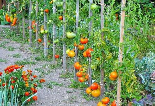 Формирования томатов в открытом грунте. Густо или редко? 09