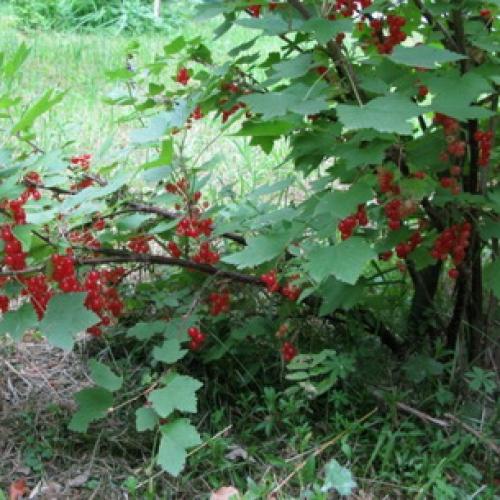 Почва для смородины красной. Неприхотливая витаминная ягода 04