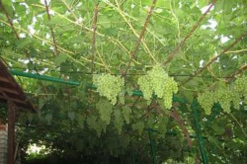 Беседка своими руками из винограда. Сооружение из труб 11