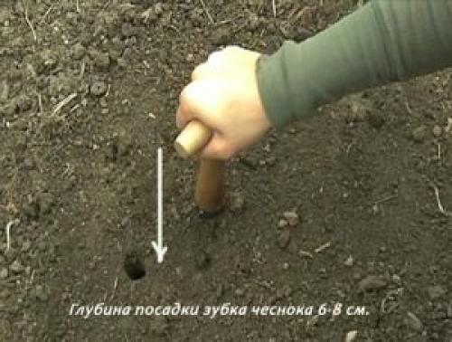 Посадка чеснока. Когда лучше сажать чеснок?