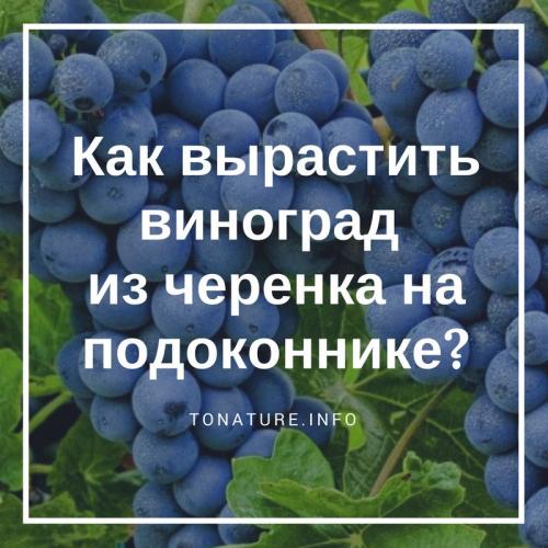 Как сделать черенки винограда осенью. Заготовка черенков 01