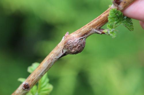 Чем обработать землю от галлицы. Галлица: вредитель малины и как с ней бороться