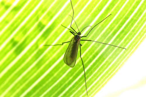 Чем обработать землю от галлицы. Галлица: вредитель малины и как с ней бороться