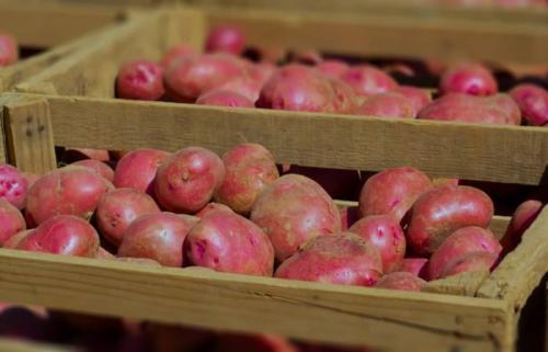 При какой температуре хранить картофель. При какой оптимальной температуре можно хранить картошку зимой