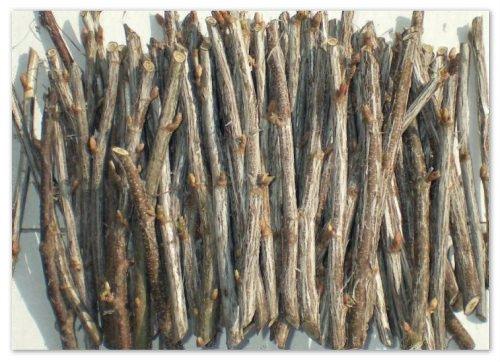 Способы посадки черной смородины. Вегетативное размножение чёрной смородины