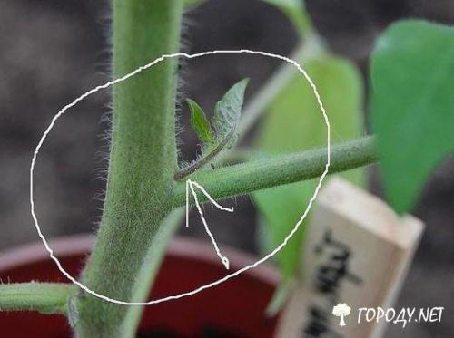 Формирования томатов в открытом грунте. Густо или редко? 10