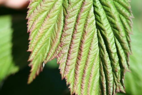 Когда цветет ремонтантная малина. Внесение удобрений весной