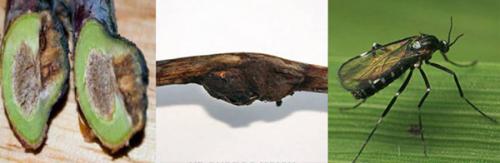 Чем обработать землю от галлицы. Галлица: вредитель малины и как с ней бороться