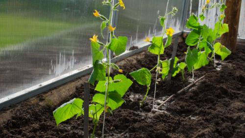 Почему желтеют огурцы в теплице и как с этим бороться. Как справиться с пожелтением листьев огурцов в теплице 05