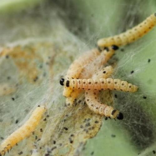 Чем обработать грушу осенью от болезней и вредителей. Календарь садового опрыскивания груши 07