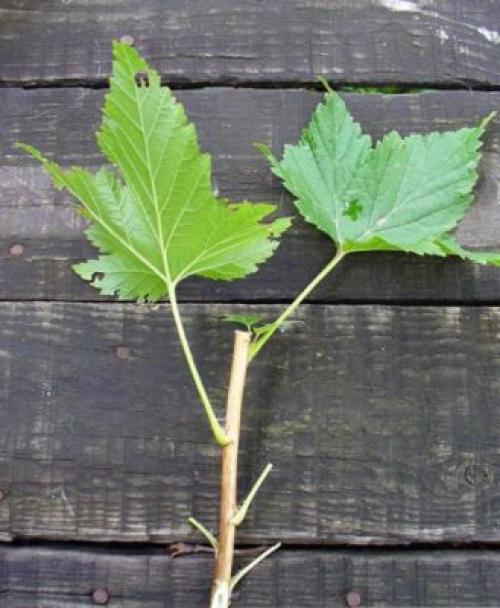 Способы посадки черной смородины. Вегетативное размножение чёрной смородины