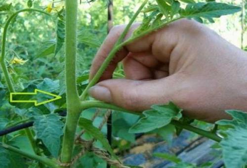 Формирования томатов в открытом грунте. Густо или редко? 06