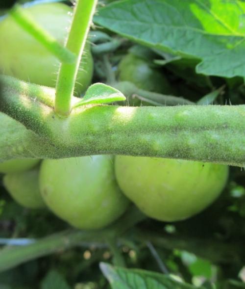 Пасынкование высокорослых томатов в открытом грунте. Пасынкование помидоров в открытом грунте