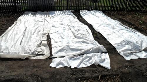 Посадка клубники на агроволокно