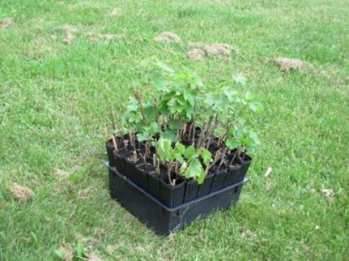 Как сделать черенки винограда осенью. Заготовка черенков 02