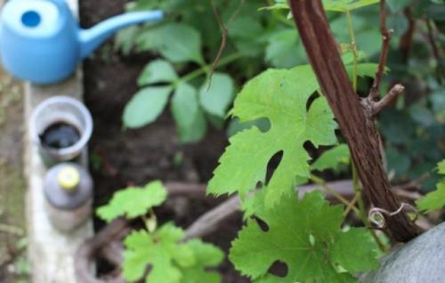 Подкормка винограда осенью. Удобрение винограда осенью, перед укрытием на зиму