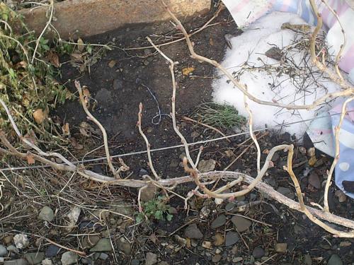 Скручиваются листья у смородины чем обработать. У смородины скручиваются листья: почему, что делать и чем обработать? 02 Скручиваются листья у смородины чем обработать. У смородины скручиваются листья: почему, что делать и чем обработать? 02